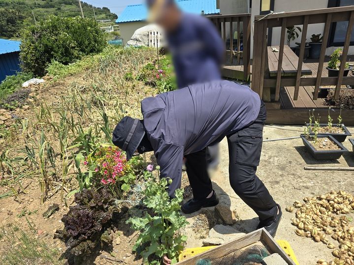 [여수=뉴시스] 여수해경이 도서지역 텃밭에서 마약류 밀겨작 여부를 단속하고 있다. (사진=여수해경 제공) 2026.04.01. photo@newsis.com *재판매 및 DB 금지
