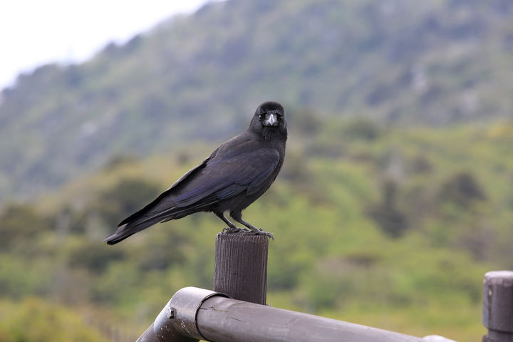 [서울=뉴시스] 지난 29일 일본 요미우리신문은 일본 구마모토시가 까마귀로 인한 배설물 피해를 막기 위해 까마귀의 울음소리를 활용한 대응책을 시행했다고 보도했다. (사진=유토이미지)