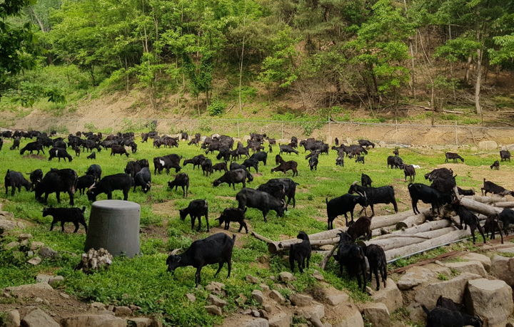 [임실=뉴시스] 임실의 한 염소 사육농장. *재판매 및 DB 금지