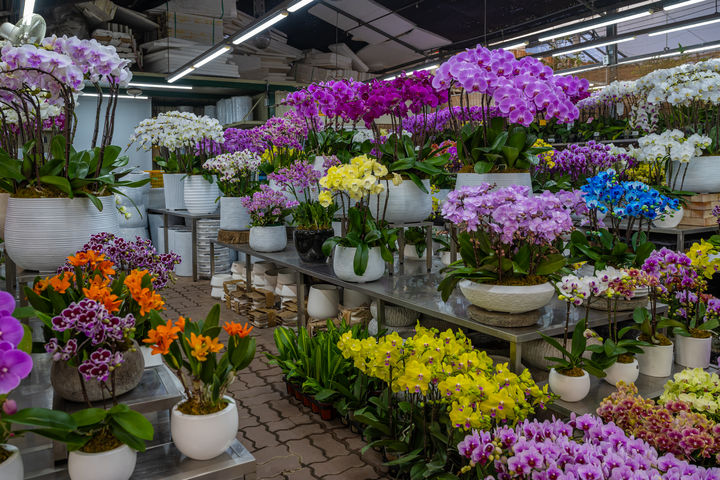 양재꽃시장. (사진=서울관광재단) *재판매 및 DB 금지