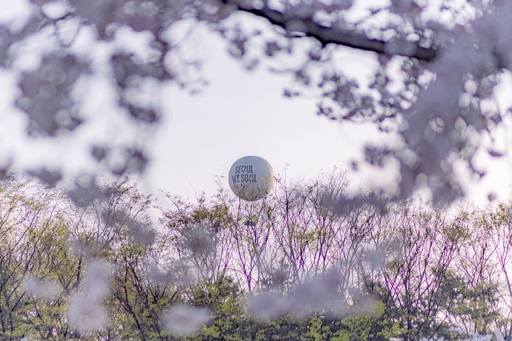 여의도 윤중로 벚꽃과 서울달. (사진=서울관광재단) *재판매 및 DB 금지