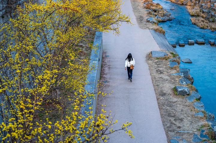 청계천 산수유. (사진=서울관광재단) *재판매 및 DB 금지