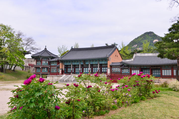 경복궁 모란. (사진=여행작가 황정희) *재판매 및 DB 금지