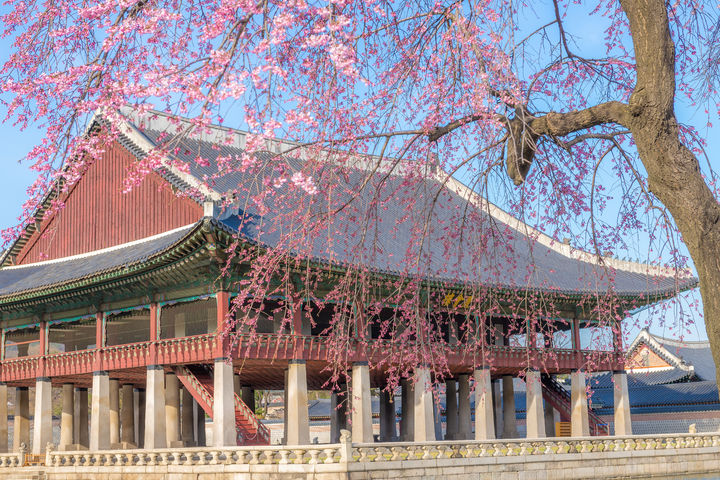 경복궁 수양벚꽃. (사진=서울관광재단) *재판매 및 DB 금지