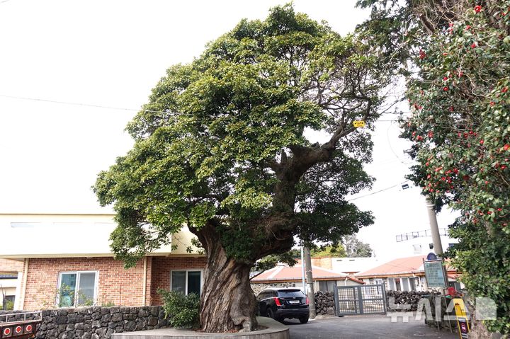 [제주=뉴시스] 양영전 기자 = 제주시 조천읍 선흘리 본동마을 안길 삼거리에 있는 4·3 당시 불에 탄 후박나무 '불카분낭'. 2026.04.02. 0jeoni@newsis.com 