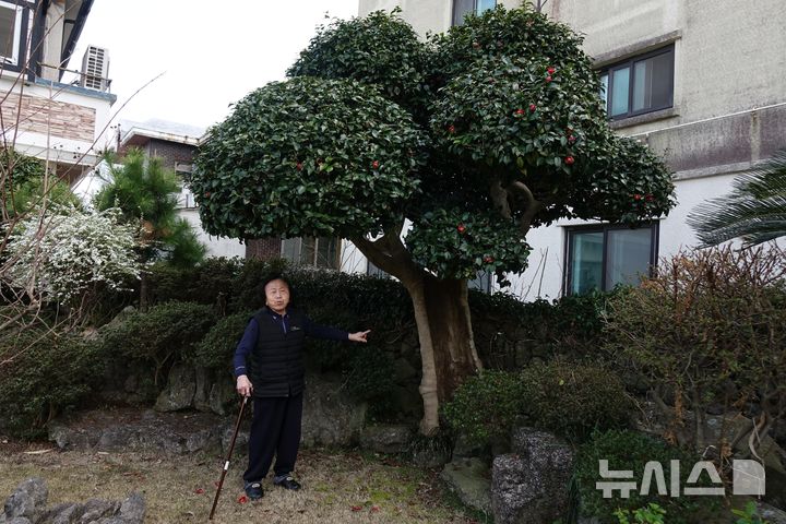 [제주=뉴시스] 양영전 기자 = 강춘자씨가 지난 29일 오후 제주시 월평동 자택에서 4·3 당시 불에 탄 동백나무 '불칸낭'에 가리키며 설명하고 있다. 2026.04.02. 0jeoni@newsis.com 