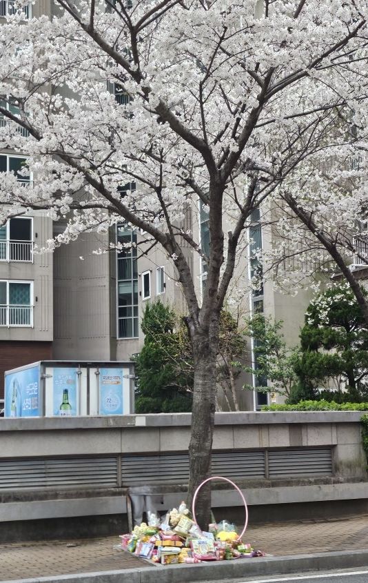 [울산=뉴시스] 구미현 기자 = 1일 오후 울산 북구의 한 아파트단지 안에서 SUV 차량에 치여 숨진 초등학생을 추모하는 주민들이 놓고간 과자와 꽃 등이 놓여있다. 2026.04.01. gorgeouskoo@newsis.com *재판매 및 DB 금지