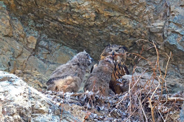 [울산=뉴시스] 울산시는 울주군 절개지 암벽에서 천연기념물이자 멸종위기 야생생물 Ⅱ급인 수리부엉이가 새끼 4마리를 성공적으로 길러내는 장면이 포착됐다고 2일 밝혔다. (사진= 윤기득씨 제공) 2026.04.02.photo@newsis.com *재판매 및 DB 금지