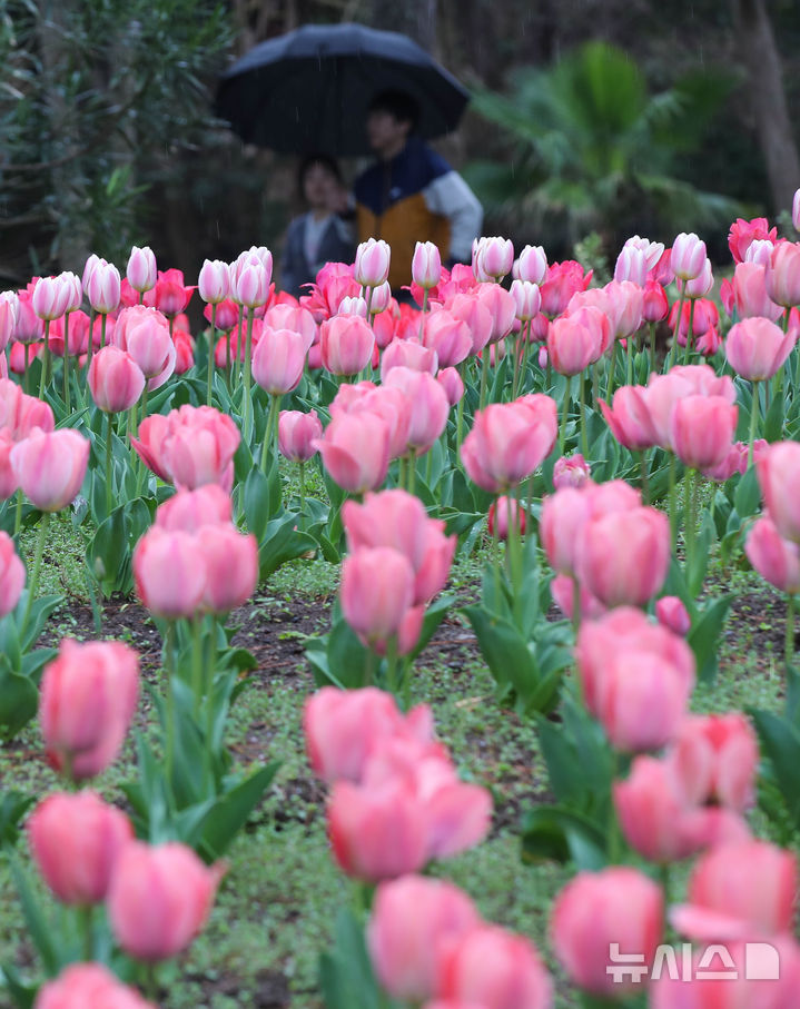 [제주=뉴시스] 우장호 기자 = 봄비가 내리는 1일 제주시 한림읍 한림공원 내에 튤립이 피어나 관람객들의 시선을 끌고 있다. 2026.04.01. woo1223@newsis.com