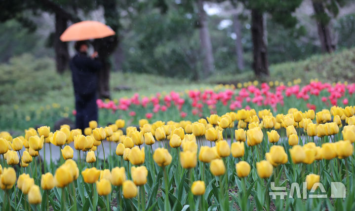[제주=뉴시스] 우장호 기자 = 봄비가 내리는 1일 제주시 한림읍 한림공원 내에 튤립이 피어나 관람객들의 시선을 끌고 있다. 2026.04.01. woo1223@newsis.com