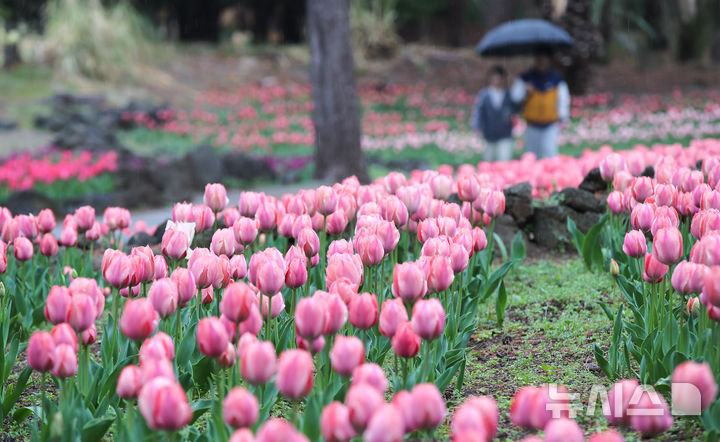 [제주=뉴시스] 우장호 기자 = 봄비가 내리는 1일 제주시 한림읍 한림공원 내에 튤립이 피어나 관람객들의 시선을 끌고 있다. 2026.04.01. woo1223@newsis.com
