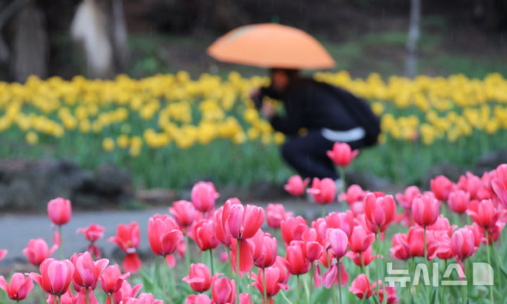 [제주=뉴시스] 우장호 기자 = 봄비가 내리는 1일 제주시 한림읍 한림공원 내에 튤립이 피어나 관람객들의 시선을 끌고 있다. 2026.04.01. woo1223@newsis.com