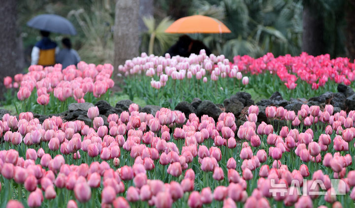 [제주=뉴시스] 우장호 기자 = 봄비가 내리는 1일 제주시 한림읍 한림공원 내에 튤립이 피어나 관람객들의 시선을 끌고 있다. 2026.04.01. woo1223@newsis.com