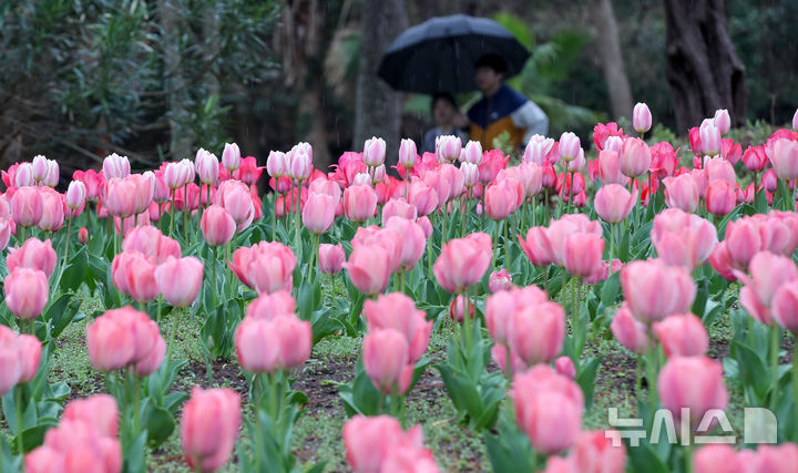 [제주=뉴시스] 우장호 기자 = 봄비가 내리는 1일 제주시 한림읍 한림공원 내에 튤립이 피어나 관람객들의 시선을 끌고 있다. 2026.04.01. woo1223@newsis.com