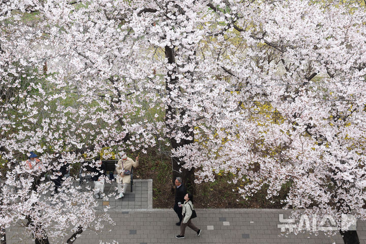 [서울=뉴시스] 권창회 기자 = 1일 서울 여의도 윤중로에서 시민들이 봄을 즐기고 있다. 윤중로 벚꽃길은 오늘부터 8일까지 여의도 봄꽃축제를 위해 교통이 전면통제된다. 2026.04.01. kch0523@newsis.com