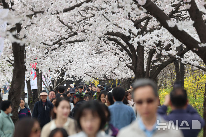 [서울=뉴시스] 권창회 기자 = 지난 1일 서울 여의도 윤중로에서 시민들이 봄을 즐기고 있다. 윤중로 벚꽃길은 오늘부터 8일까지 여의도 봄꽃축제를 위해 교통이 전면통제된다. 2026.04.01. kch0523@newsis.com