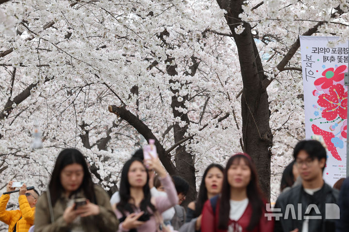 [서울=뉴시스] 권창회 기자 = 1일 서울 여의도 윤중로가 봄꽃축제로 인해 통제되고 있다. 윤중로 벚꽃길은 오늘부터 8일까지 여의도 봄꽃축제를 위해 교통이 전면통제된다. 2026.04.01. kch0523@newsis.com