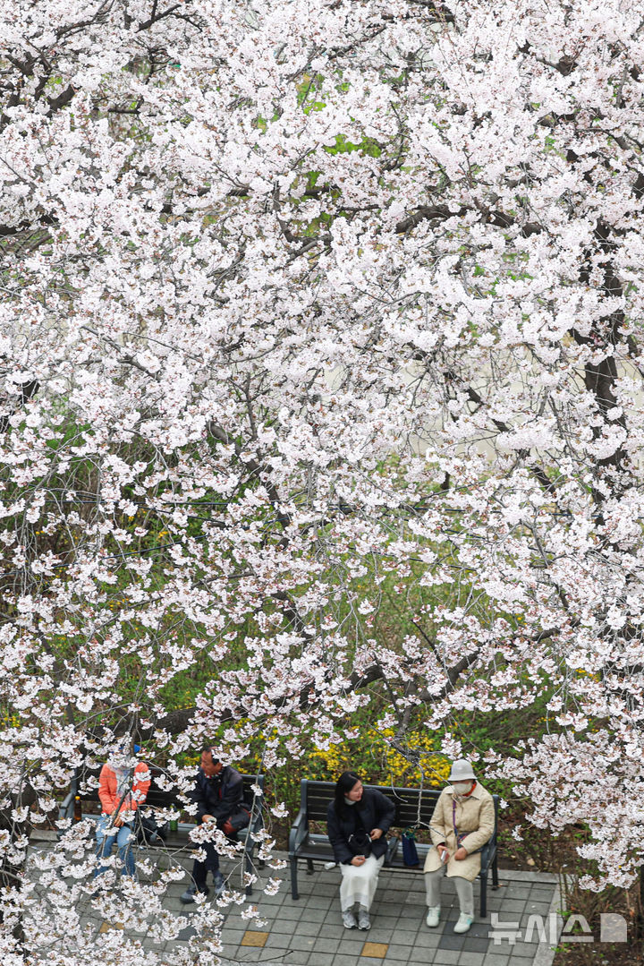 [서울=뉴시스] 권창회 기자 = 1일 서울 여의도 윤중로에서 시민들이 봄을 즐기고 있다. 윤중로 벚꽃길은 오늘부터 8일까지 여의도 봄꽃축제를 위해 교통이 전면통제된다. 2026.04.01. kch0523@newsis.com