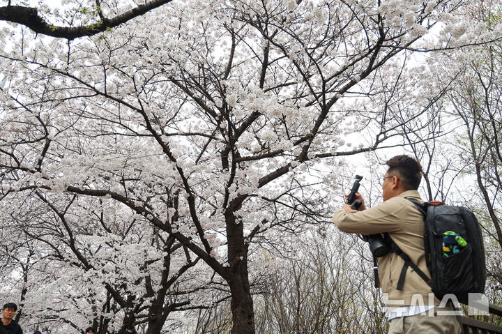[서울=뉴시스] 권창회 기자 = 1일 서울 여의도 윤중로에서 시민들이 봄을 즐기고 있다. 윤중로 벚꽃길은 오늘부터 8일까지 여의도 봄꽃축제를 위해 교통이 전면통제된다. 2026.04.01. kch0523@newsis.com