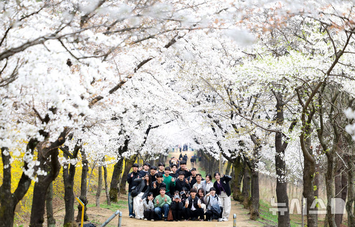 [경산=뉴시스] 이무열 기자 = 포근한 봄 날씨를 보인 1일 경북 경산시 영남대학교에서 학생들이 만개한 벚꽃 배경으로 사진을 찍고 있다. 2026.04.01. lmy@newsis.com