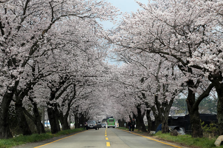 [영암=뉴시스]영암 백리 벚꽃길. (사진=영암군 제공) 2026.04.02. photo@newsis.com *재판매 및 DB 금지