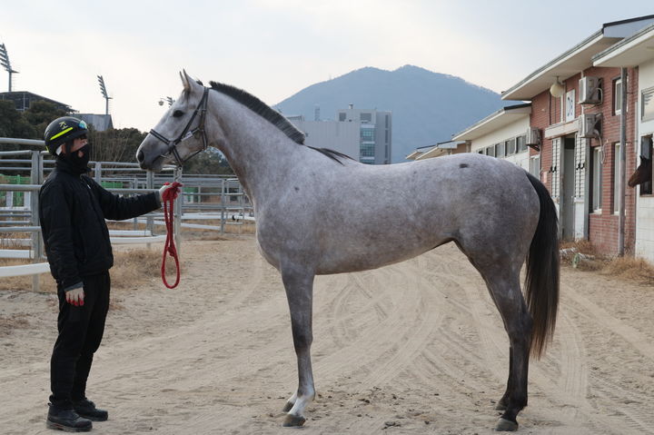 [부산=뉴시스] 루나Stakes 출전마 '클리어리위너'. (사진=한국마사회 렛츠런파크 부산경남 제공) 2026.04.02. photo@newsis.com *재판매 및 DB 금지