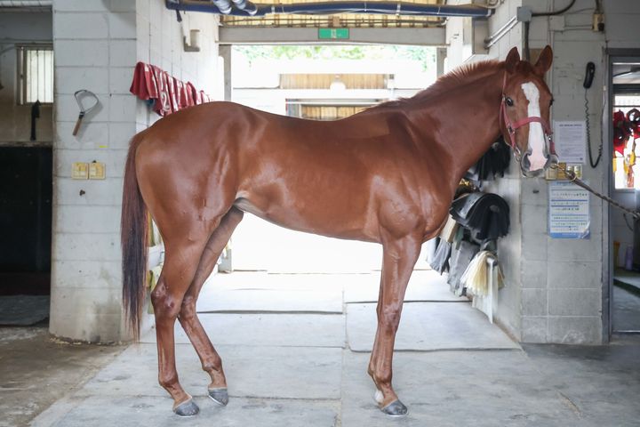 [부산=뉴시스] 루나Stakes 출전마 '치프스타'. (사진=한국마사회 렛츠런파크 부산경남 제공) 2026.04.02. photo@newsis.com *재판매 및 DB 금지