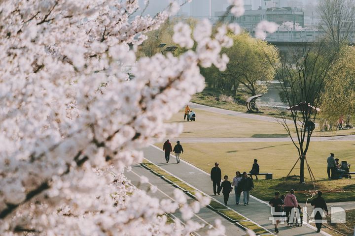 [오산=뉴시스] 오산천 벚꽃 (사진=오산시 제공) 2026.04.02.photo@newsis.com 