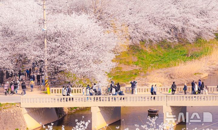 [수원=뉴시스] 황구지천 벚꽃 (사진=수원시 제공) 2026.04.02.photo@newsis.com 