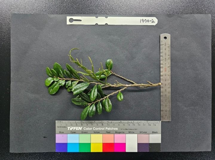 [제주=뉴시스] 우묵사스레피나무에서 확인된 동백나무겨우살이. (사진=국립산림과학원 제공) photo@newsis.com *재판매 및 DB 금지