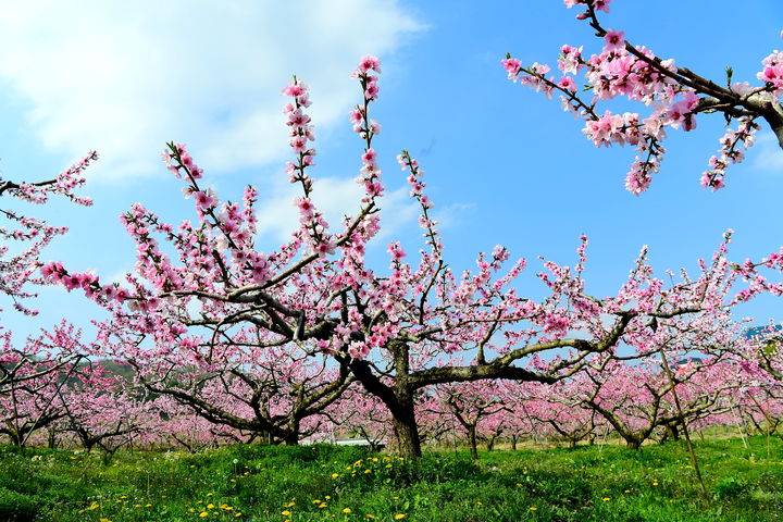청도군, 과수 꽃가루은행 무료 운영 (사진=청도군 제공) *재판매 및 DB 금지