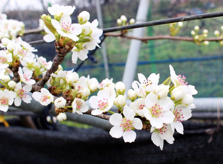 (사진=전북특별자치도농업기술원 제공) *재판매 및 DB 금지