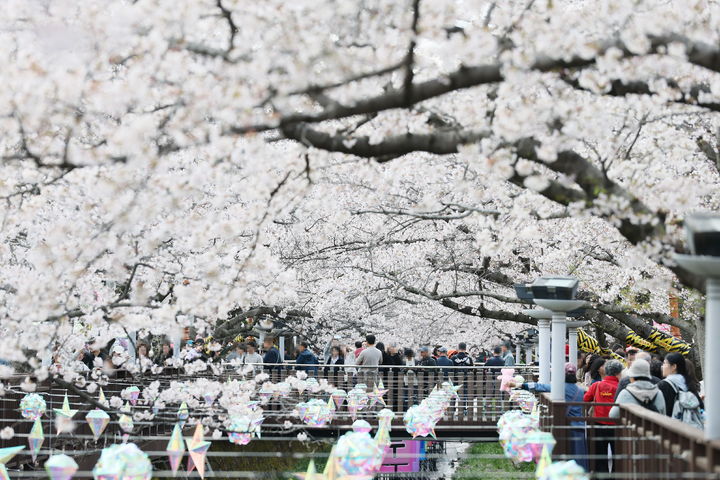 [창원=뉴시스] 강경국 기자 = 벚꽃 만개한 경남 창원시 진해구 여좌천. (사진=창원시청 제공). 2026.04.02. photo@newsis.com *재판매 및 DB 금지