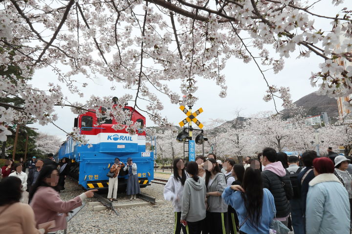 [창원=뉴시스] 강경국 기자 = 벚꽃 만개한 경남 창원시 진해구 경화역. (사진=창원시청 제공). 2026.04.02. photo@newsis.com *재판매 및 DB 금지