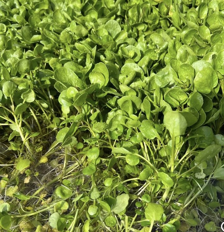 [서울=뉴시스] 물냉이. (사진=인스타그램 캡처) *재판매 및 DB 금지