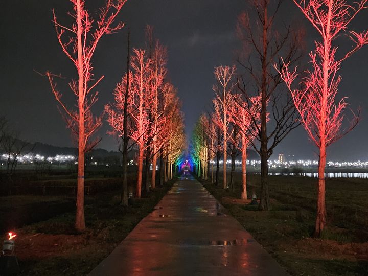 [강릉=뉴시스] 벚꽃 시즌에 맞춰 야간 조명길로 새단장한 강릉 메타세콰이어길.(사진=강릉시 제공)photo@newsis.com *재판매 및 DB 금지