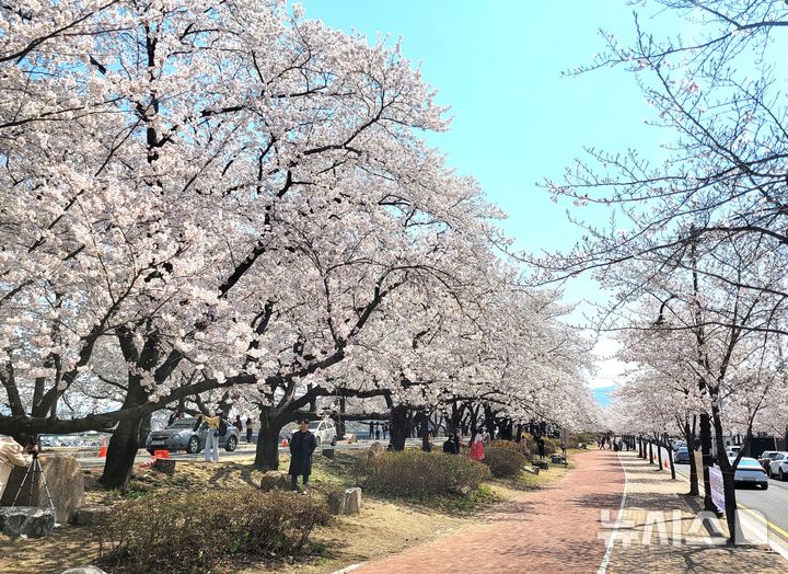 [경주=뉴시스] 경주 흥무로 벚꽃길. (사진=뉴시스 DB). photo@newsis.com 