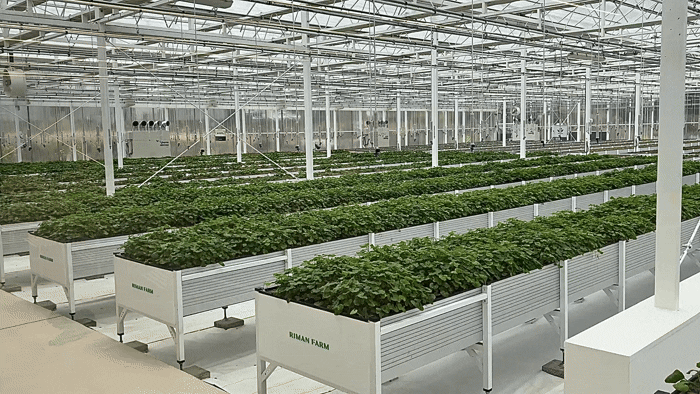 [서울=뉴시스] 권민지 기자 = 자이언트 병풀 재배중인 리만팜 재배동 전경. 2026.04.03. ming@newsis.com