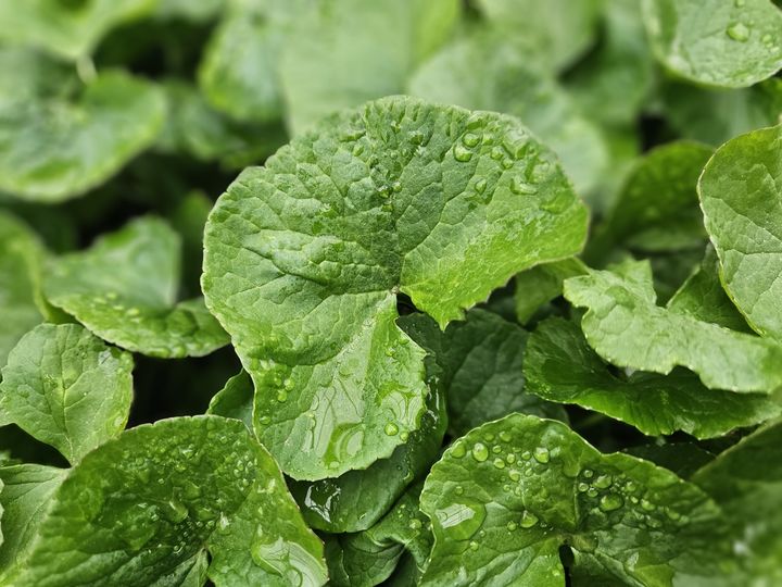 [서울=뉴시스] 자이언트병풀 (사진=리만코리아 제공) 2026.04.03. photo@newsis.com *재판매 및 DB 금지