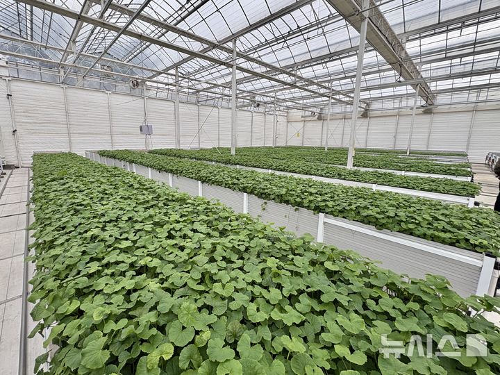 [제주=뉴시스] 권민지 기자 = 리만코리아 리만팜 연구동에서 재배되고 있는 자이언트 병풀. 2026.04.03. ming@newsis.com