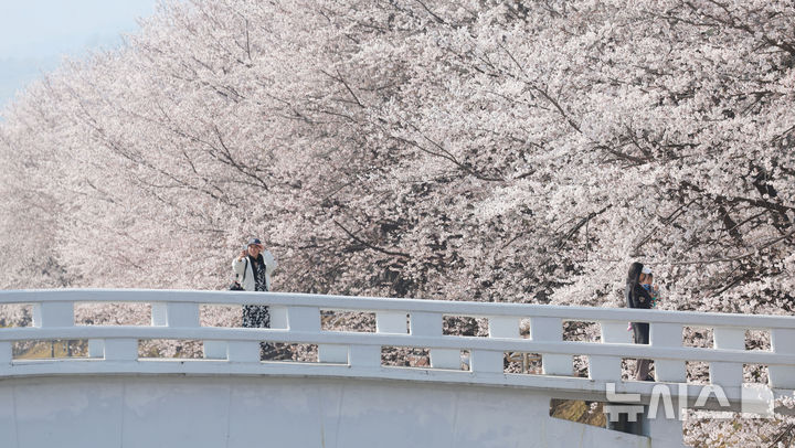 [서울=뉴시스] 홍효식 기자 = 벚꽃이 만개한 2일 서울 서초구 매헌시민의숲 인근에서 시민들이 기념촬영하고 있다. 2026.04.02. yesphoto@newsis.com