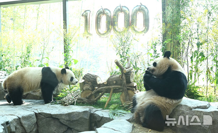 [용인=뉴시스] 김종택 기자 = 생후 1000일을 맞은 국내 최초 쌍둥이 판다 루이바오와 후이바오가 2일 경기 용인시 에버랜드 판다 세컨드하우스에서 먹이를 먹으며 즐거운 시간을 보내고 있다.2023년 7월7일 엄마 아이바오와 아빠 러바오 사이에서 태어난 루이·후이바오는 출생 당시 몸무게 180g, 140g에서 1000일만에 모두 80kg을 넘어서며 건강하게 성장하고 있다. 2026.04.02. jtk@newsis.com