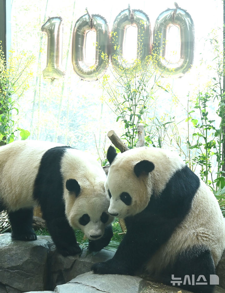 [용인=뉴시스] 김종택 기자 = 생후 1000일을 맞은 국내 최초 쌍둥이 판다 루이바오와 후이바오가 2일 경기 용인시 에버랜드 판다 세컨드하우스에서 먹이를 먹으며 즐거운 시간을 보내고 있다.2023년 7월7일 엄마 아이바오와 아빠 러바오 사이에서 태어난 루이·후이바오는 출생 당시 몸무게 180g, 140g에서 1000일만에 모두 80kg을 넘어서며 건강하게 성장하고 있다. 2026.04.02. jtk@newsis.com