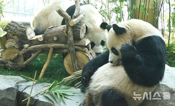 [용인=뉴시스] 김종택 기자 = 생후 1000일을 맞은 국내 최초 쌍둥이 판다 루이바오와 후이바오가 2일 경기 용인시 에버랜드 판다 세컨드하우스에서 먹이를 먹으며 즐거운 시간을 보내고 있다.2023년 7월7일 엄마 아이바오와 아빠 러바오 사이에서 태어난 루이·후이바오는 출생 당시 몸무게 180g, 140g에서 1000일만에 모두 80kg을 넘어서며 건강하게 성장하고 있다. 2026.04.02. jtk@newsis.com