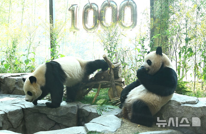 [용인=뉴시스] 김종택 기자 = 생후 1000일을 맞은 국내 최초 쌍둥이 판다 루이바오와 후이바오가 2일 경기 용인시 에버랜드 판다 세컨드하우스에서 먹이를 먹으며 즐거운 시간을 보내고 있다.2023년 7월7일 엄마 아이바오와 아빠 러바오 사이에서 태어난 루이·후이바오는 출생 당시 몸무게 180g, 140g에서 1000일만에 모두 80kg을 넘어서며 건강하게 성장하고 있다. 2026.04.02. jtk@newsis.com