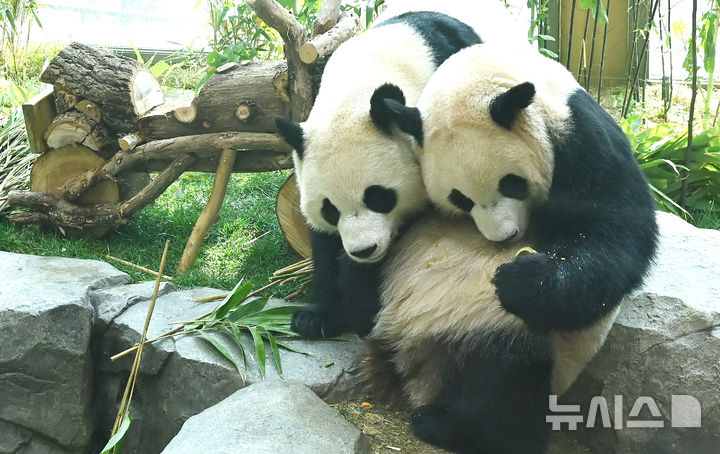 [용인=뉴시스] 김종택 기자 = 생후 1000일을 맞은 국내 최초 쌍둥이 판다 루이바오와 후이바오가 2일 경기 용인시 에버랜드 판다 세컨드하우스에서 먹이를 먹으며 즐거운 시간을 보내고 있다.2023년 7월7일 엄마 아이바오와 아빠 러바오 사이에서 태어난 루이·후이바오는 출생 당시 몸무게 180g, 140g에서 1000일만에 모두 80kg을 넘어서며 건강하게 성장하고 있다. 2026.04.02. jtk@newsis.com