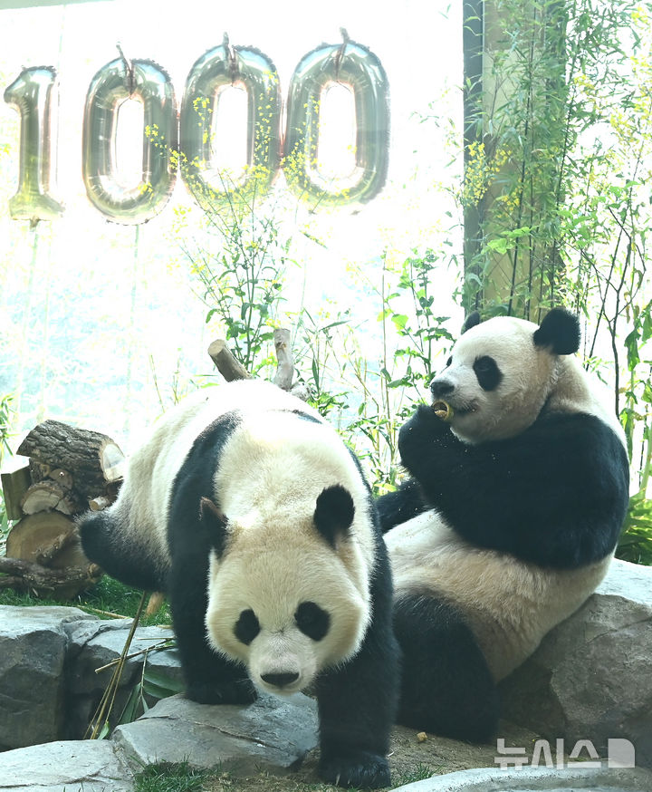 [용인=뉴시스] 김종택 기자 = 생후 1000일을 맞은 국내 최초 쌍둥이 판다 루이바오와 후이바오가 2일 경기 용인시 에버랜드 판다 세컨드하우스에서 먹이를 먹으며 즐거운 시간을 보내고 있다.2023년 7월7일 엄마 아이바오와 아빠 러바오 사이에서 태어난 루이·후이바오는 출생 당시 몸무게 180g, 140g에서 1000일만에 모두 80kg을 넘어서며 건강하게 성장하고 있다. 2026.04.02. jtk@newsis.com