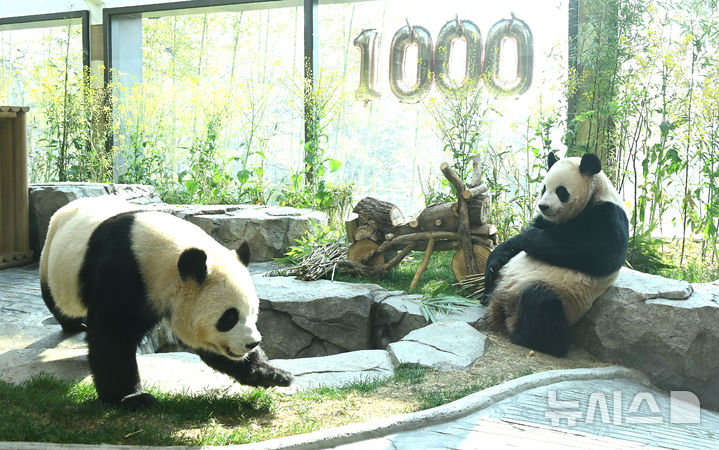 [용인=뉴시스] 김종택 기자 = 생후 1000일을 맞은 국내 최초 쌍둥이 판다 루이바오와 후이바오가 2일 경기 용인시 에버랜드 판다 세컨드하우스에서 먹이를 먹으며 즐거운 시간을 보내고 있다.2023년 7월7일 엄마 아이바오와 아빠 러바오 사이에서 태어난 루이·후이바오는 출생 당시 몸무게 180g, 140g에서 1000일만에 모두 80kg을 넘어서며 건강하게 성장하고 있다. 2026.04.02. jtk@newsis.com