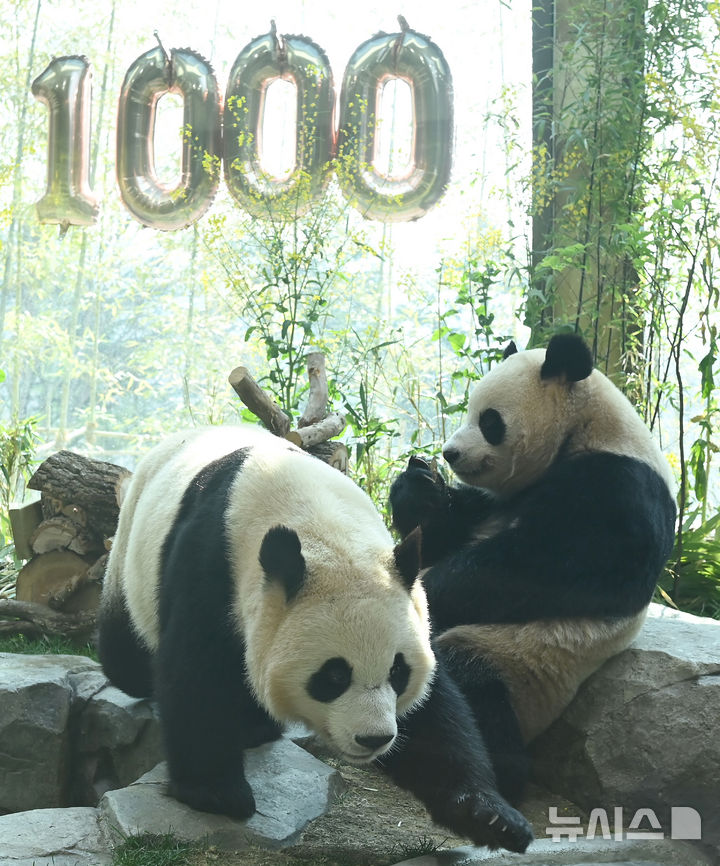 [용인=뉴시스] 김종택 기자 = 생후 1000일을 맞은 국내 최초 쌍둥이 판다 루이바오와 후이바오가 2일 경기 용인시 에버랜드 판다 세컨드하우스에서 먹이를 먹으며 즐거운 시간을 보내고 있다.2023년 7월7일 엄마 아이바오와 아빠 러바오 사이에서 태어난 루이·후이바오는 출생 당시 몸무게 180g, 140g에서 1000일만에 모두 80kg을 넘어서며 건강하게 성장하고 있다. 2026.04.02. jtk@newsis.com