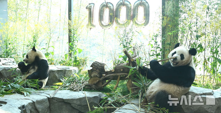 [용인=뉴시스] 김종택 기자 = 생후 1000일을 맞은 국내 최초 쌍둥이 판다 루이바오와 후이바오가 2일 경기 용인시 에버랜드 판다 세컨드하우스에서 먹이를 먹으며 즐거운 시간을 보내고 있다.2023년 7월7일 엄마 아이바오와 아빠 러바오 사이에서 태어난 루이·후이바오는 출생 당시 몸무게 180g, 140g에서 1000일만에 모두 80kg을 넘어서며 건강하게 성장하고 있다. 2026.04.02. jtk@newsis.com